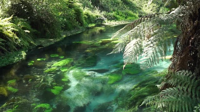 SLOWMO - Pristine clear Putaruru Blue Spring surrounded by native lush New Zealand forrest