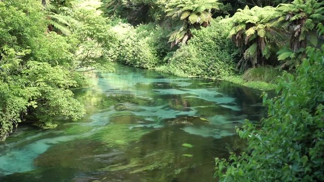 Wide shot of Putaruru Blue Spring surrounded by native lush New Zealand forrest