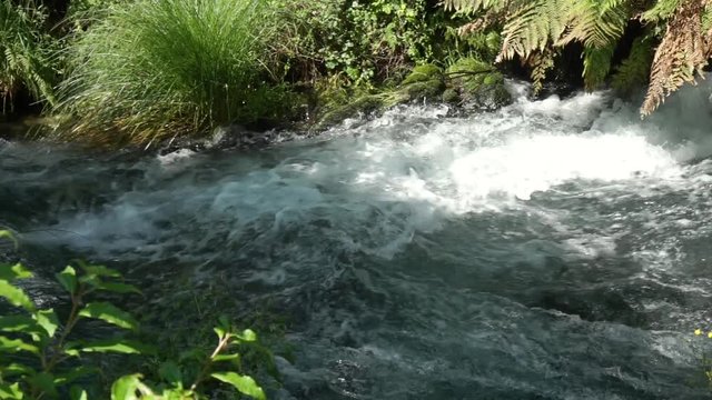 Fast flowing river with rapids Putaruru Blue Spring, New Zealand