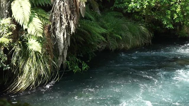 Shot of flowing Blue Spring Creek Putaruru with rapids in Zealand