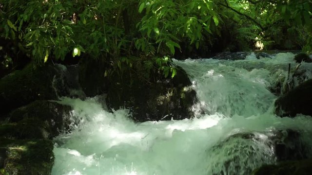 Fast flowing creek in lush forrest with rapids and rocks at Putaruru Blue Spring, New Zealand