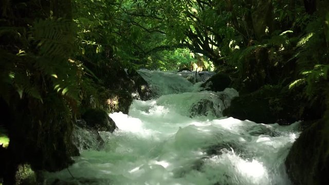 Low upstream shot of pristine clear creek flowing fast over rocks in native lush New Zealand forrest