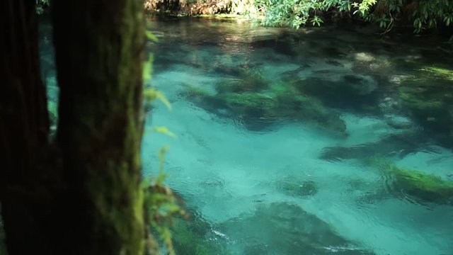 Shot of slowly flowing pristine clear turquoise river Putaruru Blue Spring in New Zealand