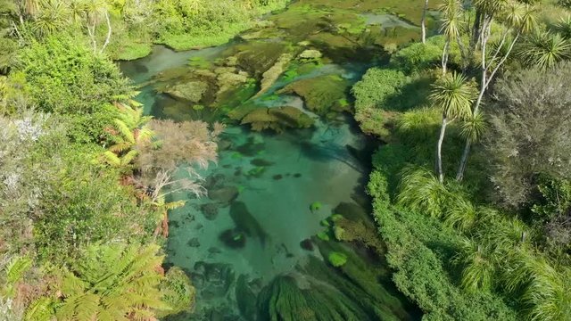 Aerial top down pristine clear Putaruru Blue Spring and native liush nature in Zealand