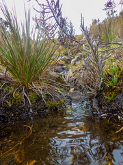 Water flowing between rocks and vegetation