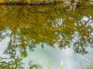Reflection of plants on the shore of the lake and underwater vegetation of a lake