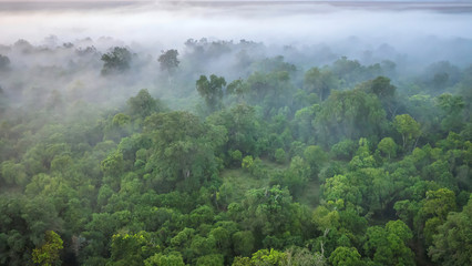 A soft focus, aerial view of a forest on a misty morning, shot from a hot air balloon in the Masai Mara of Kenya.