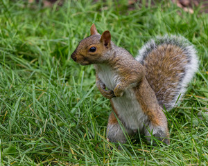 Naklejka na ściany i meble squirrel standing up looking at a side