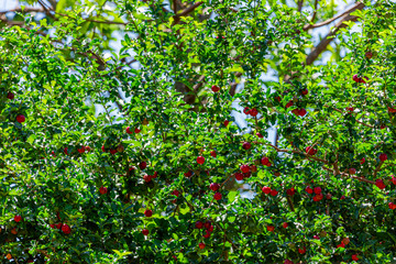 Fototapeta na wymiar Plantation of Acerola (Malpighia emarginata), is the delicious fruit that is born in the tree called aceroleira, Originating from the Antilles, from Central, North and South America, malpighiaceas.