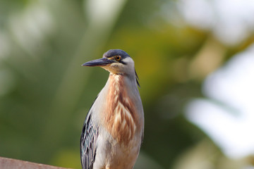 Pássaro