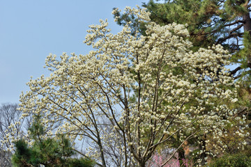 京都御苑の木蓮