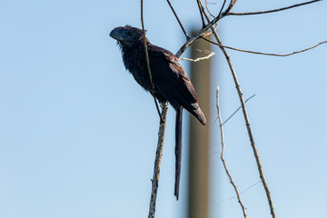 Anu-black bird (Crotophaga ani) resting on a dry branch of a bush, exists from Florida to Argentina and throughout the Brazilian territory. It enjoys sunshine and bathes in the dust. Cuculidae