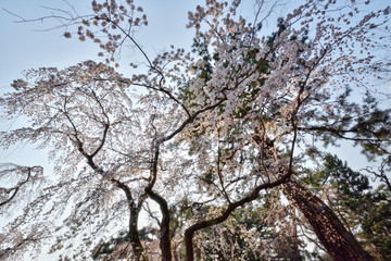 Obraz na płótnie Canvas 京都御苑の桜