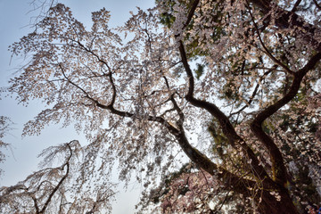 京都御苑の桜