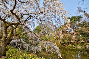 京都御苑の桜