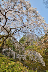 京都御苑の桜