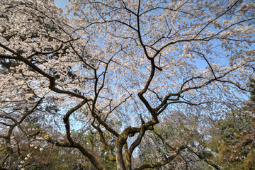 京都御苑の桜