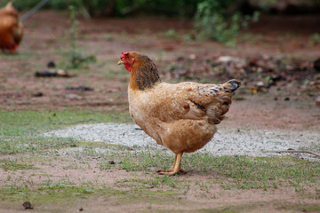 Galinha