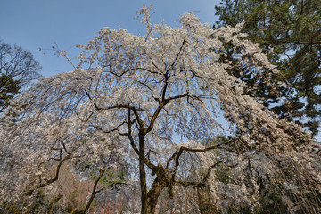 京都御苑の桜
