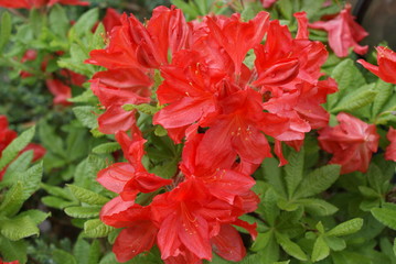 red flowers in the garden