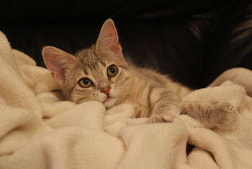 young little cat in a blanket