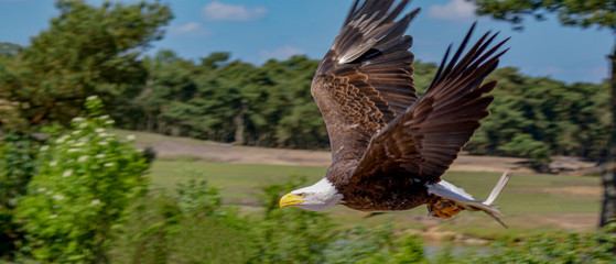 bald eagle flyover in rural landscape in summer