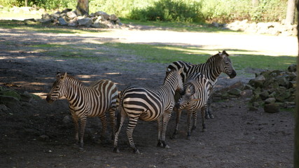 herd of zebras walking in the shade in summer