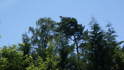 trees and blue sky