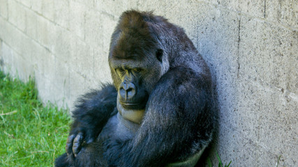 gorilla closeup against brick wall