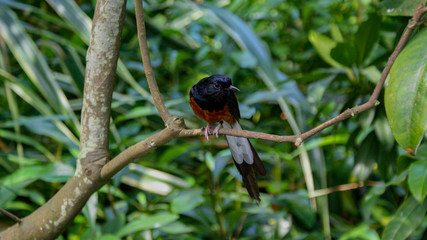 bird on a branch black and orange