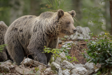 Large Slovenian female brown bear