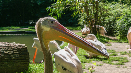 portrait of a pelican standing with closed beak closeup