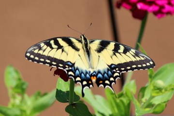Fototapeta premium Swallowtail