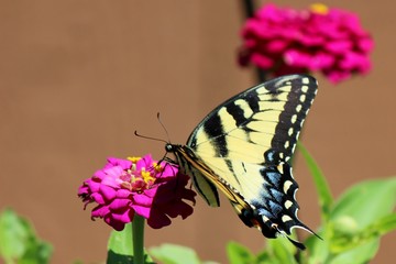 Swallowtail