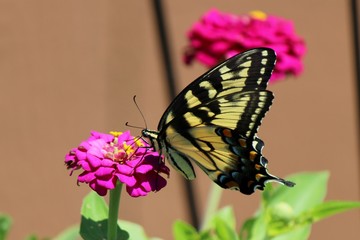 Swallowtail