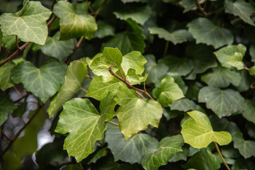  green ivy leaves with green colors and autumn branches, leaves and summer nature