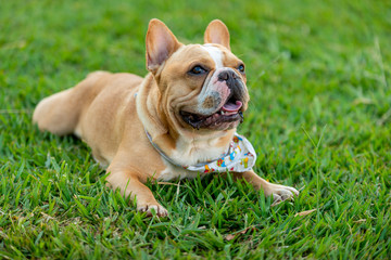 Fototapeta premium French bulldog laying on lawn resting. Attentive waiting for food.