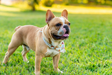 French bulldog with bandana over beautiful lawn.