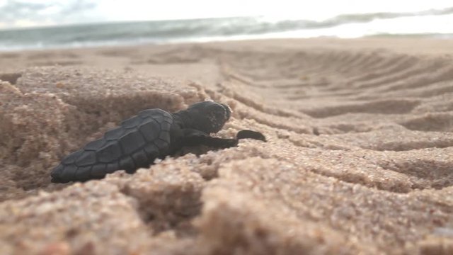 Baby sea turtle closeup as camera follows the animal moving on sand with the sea on the background