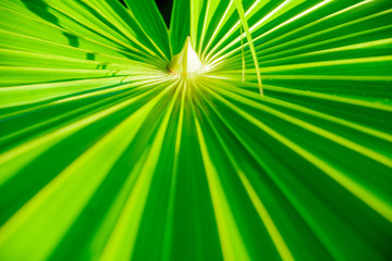 Obraz premium Close up green leaf texture background.