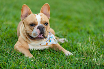 Fototapeta premium French bulldog laying on lawn resting. Space for text.