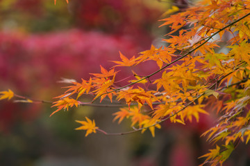 Naklejka na ściany i meble Autumn leaves in the Japanese old temple