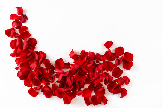Red rose petals isolated on white background