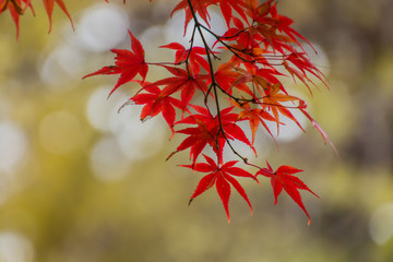 Autumn leaves in the Japanese old temple