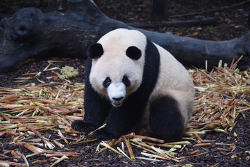 Obraz premium panda eating bamboo
