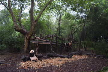 Naklejka na ściany i meble Pandas in the forest