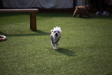 Happy puppies in a private playground