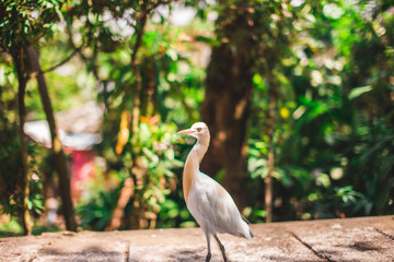 great blue heron