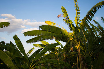 Planta&ccedil;&atilde;o de banana