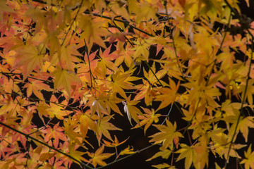 Autumn leaves in the Japanese old temple